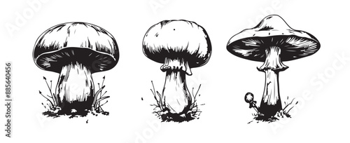 Mushrooms hand drawn set
