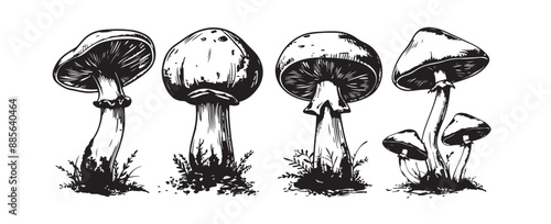 Mushrooms hand drawn set
