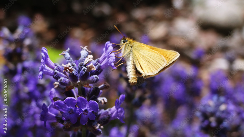 Naklejka premium close-up of a butterfly on lavender in a garden