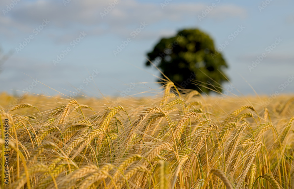 wheat in the wind