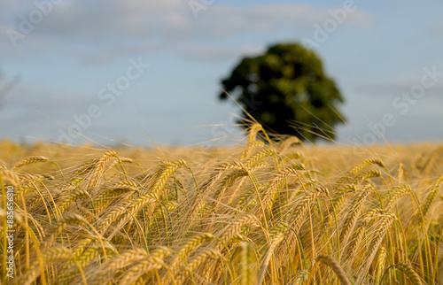 wheat in the wind