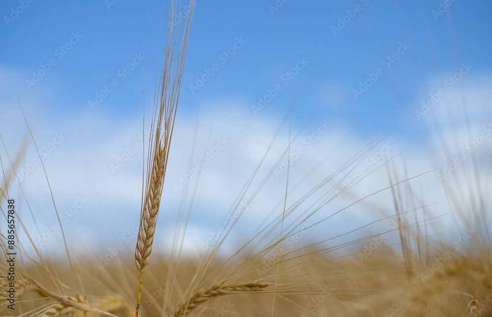 ears of wheat on a sky