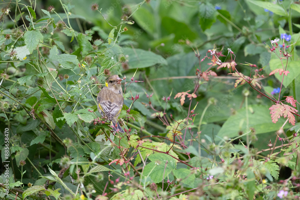 Natural photo of a wild female greenfinch (Chloris chloris) foraging in a patch of wildflowers Natural photo of a wild female greenfinch (Chloris chloris) foraging in a patch of wildflowers