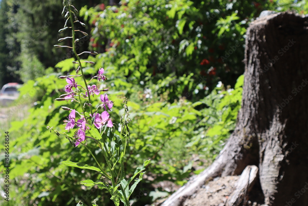 Bright purple wild flower in a bush beside a tree stump in Chilliwack British Columbia Bright purple wild flower in a bush beside a tree stump in Chilliwack British Columbia
