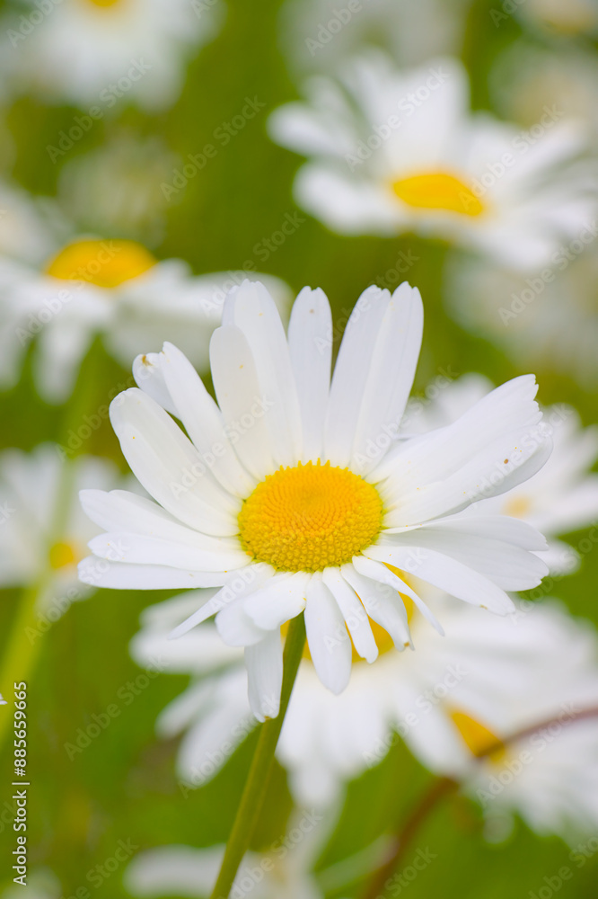 daisy in the grass