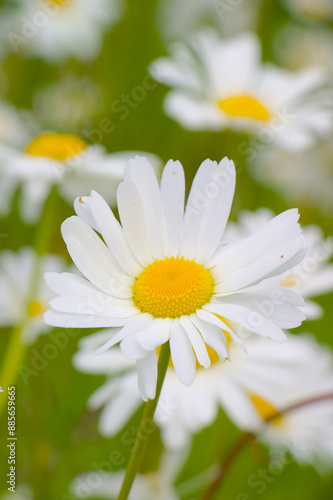 Obraz na płótnie daisy in the grass w salonie