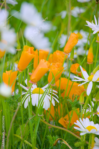flowers in the garden