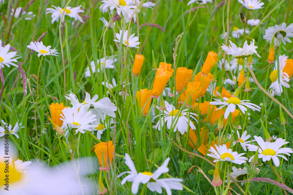 spring flowers in the grass