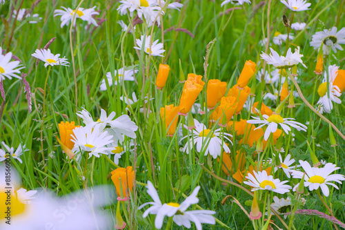 Obraz na płótnie spring flowers in the grass w salonie