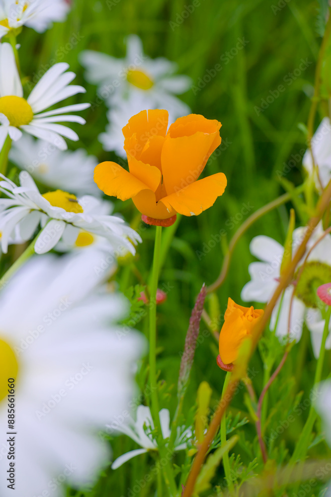 yellow flowers in the garden