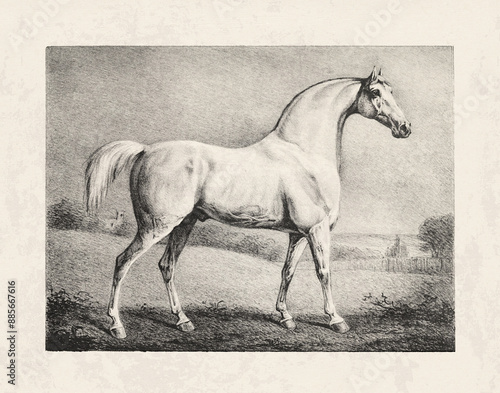 Horse drawing in a vintage style on an aged beige paper background. photo