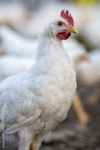 White chickens in a fence blurred background