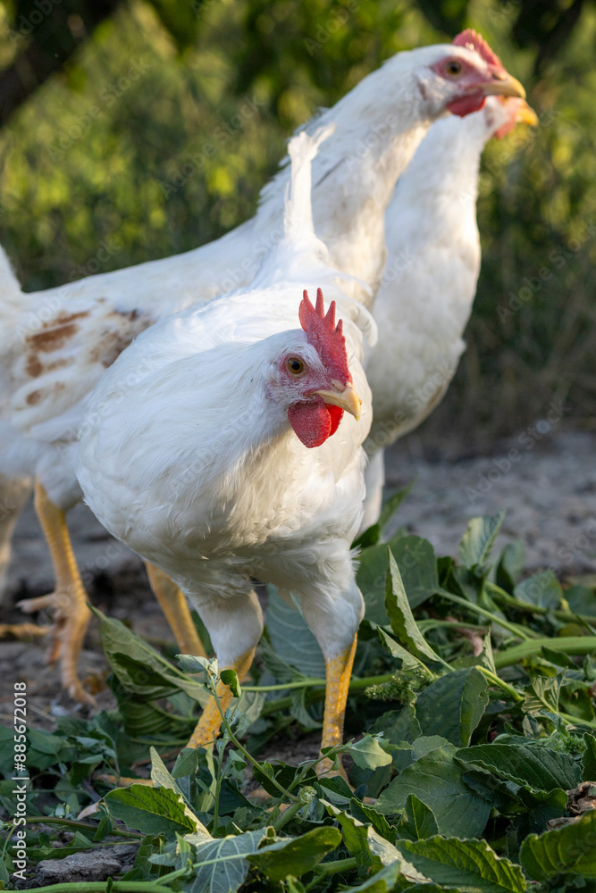 White chickens in a fence blurred background White chickens in a fence blurred background
