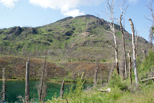 Vegetation growth after the Skilak Lake forest fire in Alaska photo