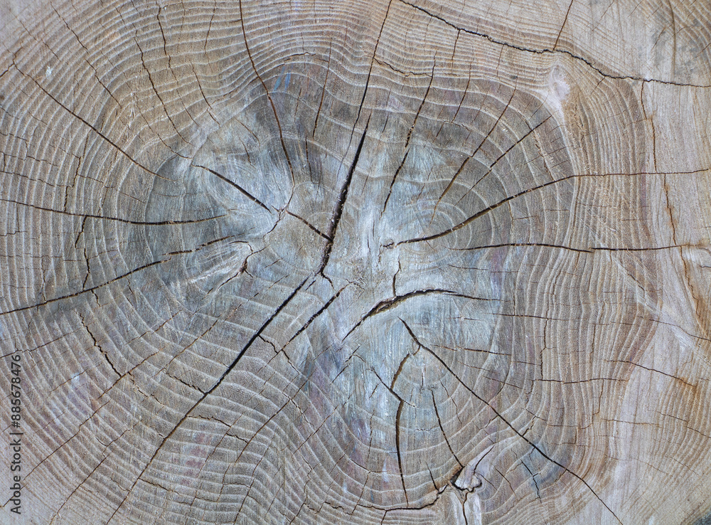 Tree Exploded View The cross-section of an old tree trunk, with visible wood rings and ...