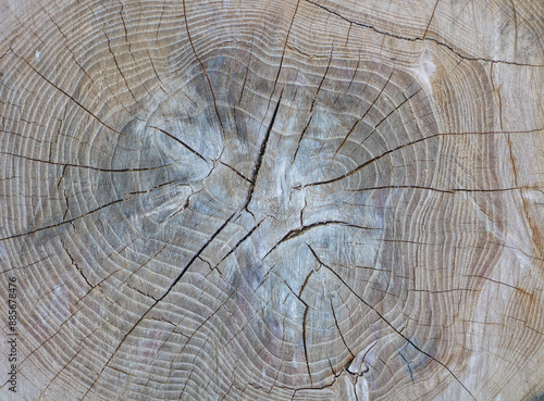 The cross-section of an old tree trunk, with visible wood rings and cracks. Top view of the textured surface of a cut round wooden background