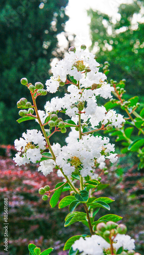 purple pink plant blossom petal botany blooming beautiful lythraceae colorful natural indian lilac photo