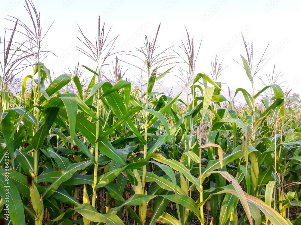 Obraz premium corn plants are bearing fruit and flowering