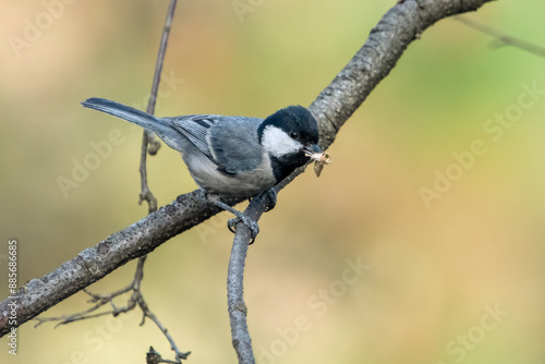 Cinerous Tit or Parus cinereus with catch in Binsar in Uttarakhand, India photo