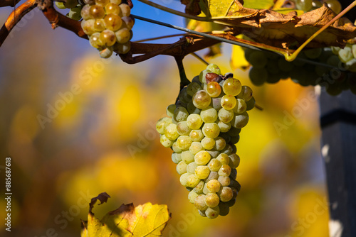Vine grapes in warm sun light in full maturity short before harvesting. Wine-growing in the Wachau vinery area in Austria