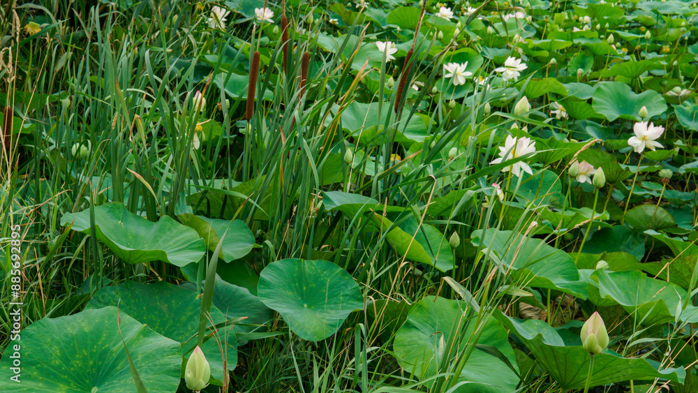 lotus flower flora petal beauty flower lotus zen pond green background bloom garden nature lotus flower flora petal beauty flower lotus zen pond green background bloom garden nature