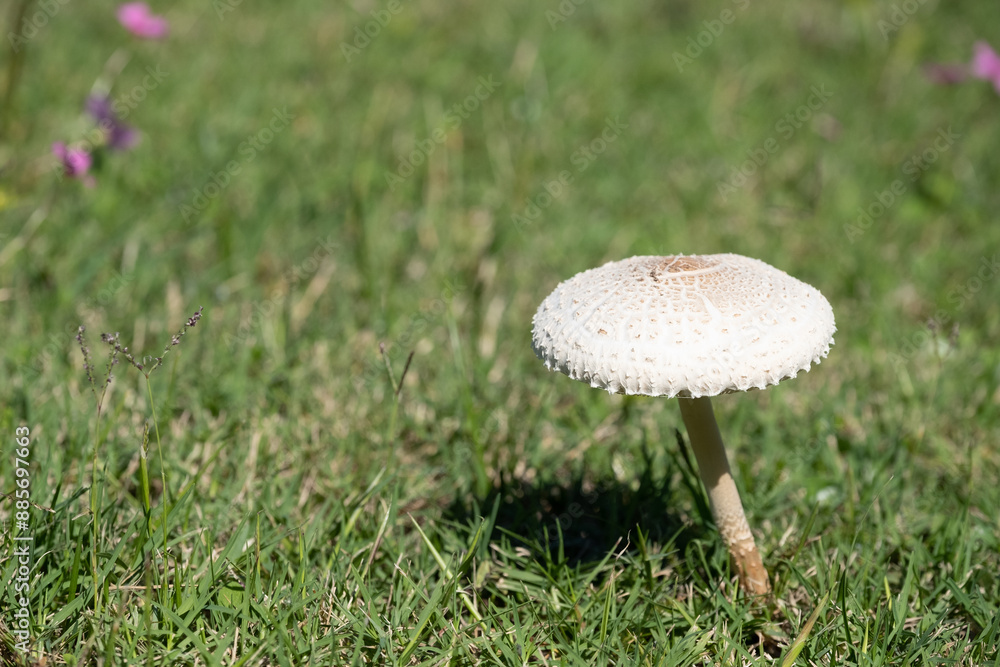 A mushroom is floating in the air above a green field A mushroom is floating in the air above a green field