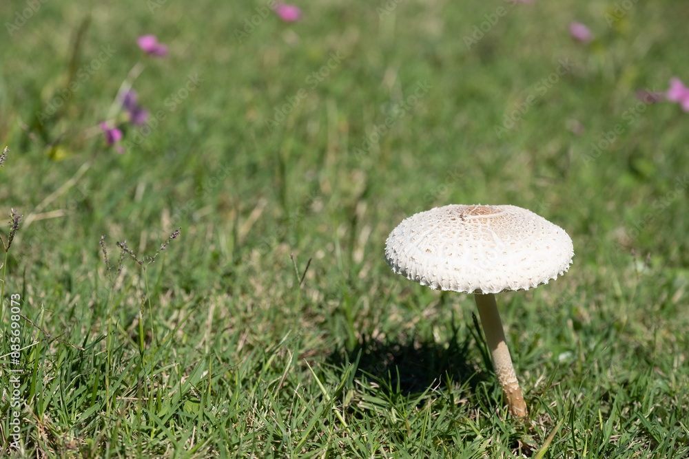 A mushroom is floating in the air above a green field A mushroom is floating in the air above a green field