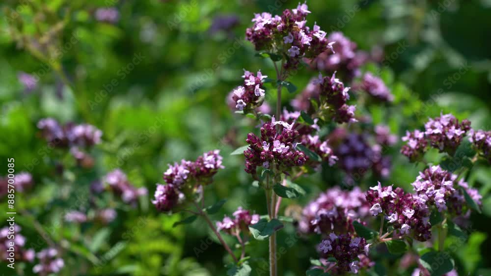 Oregano in natural ambient (Origanum vulgare) - (4K) Oregano in natural ambient (Origanum vulgare) - (4K)