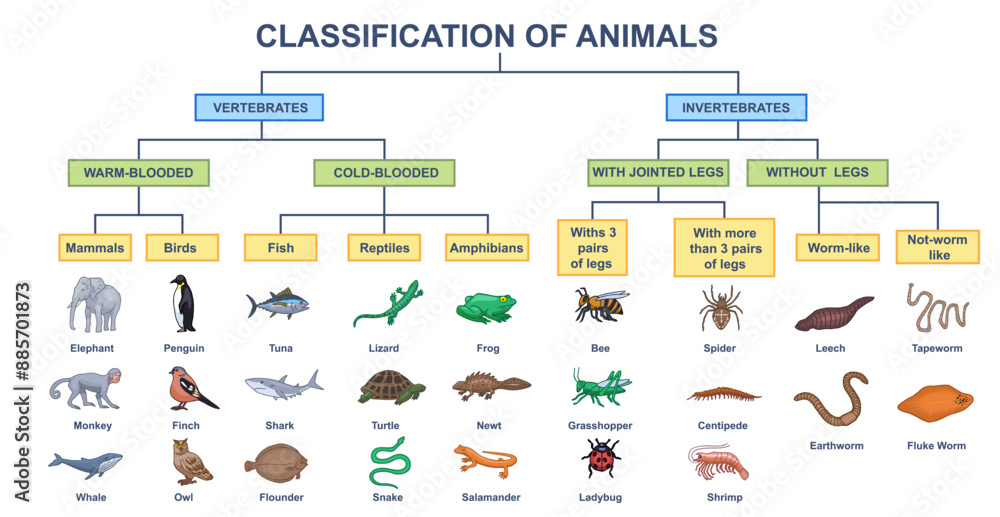 Poster Animal classification diagram โ Tableau | Europosters