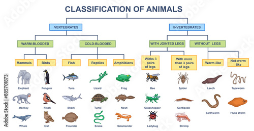 Animal classification diagram. Educational infographics for studying biology and wildlife. Scheme with vertebrate and invertebrate animals. Flat vector illustration isolated on white background