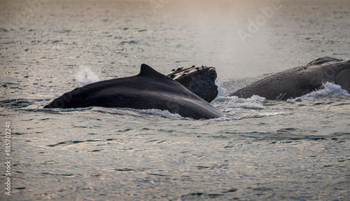 Whales swimming in Guanabara Bay