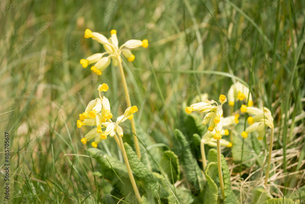 Fototapeta premium close-up of bright yellow toadflax (Linaria vulgaris, common toadflax or butter-and-eggs) flowers in bloom