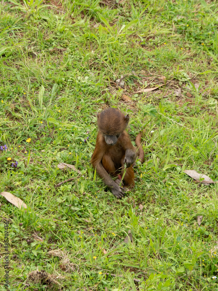 Macaque from the Cabarceno park (Cantabria) Macaque from the Cabarceno park (Cantabria)