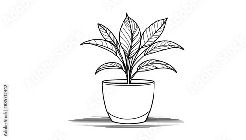 green ficus plant in a pot, close-up, one line vector drawing