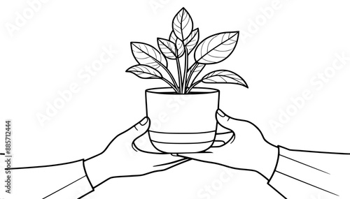 hands holding a green ficus plant in a pot, close-up, one line vector drawing