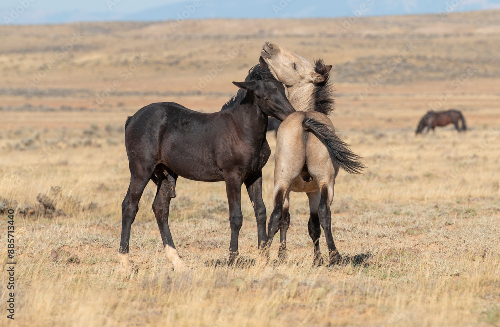 Pair of Wild Horses Sparring in Autumn in Wyoming Pair of Wild Horses Sparring in Autumn in Wyoming