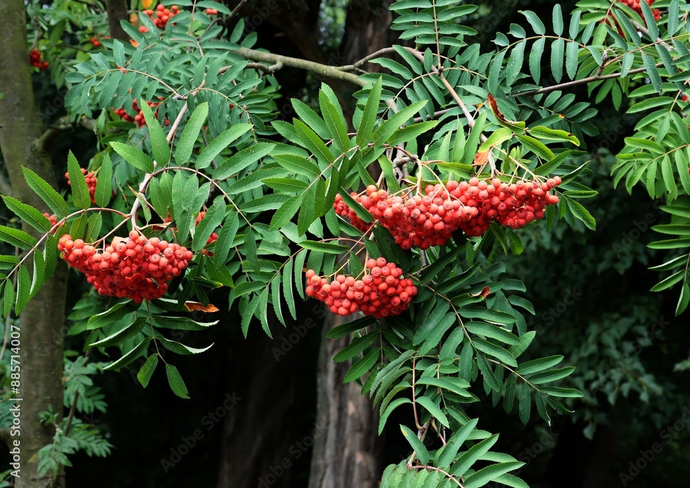 Fototapeta premium Rowan tree - Sorbus aucuparia with corymbs red ripe edible fruits 