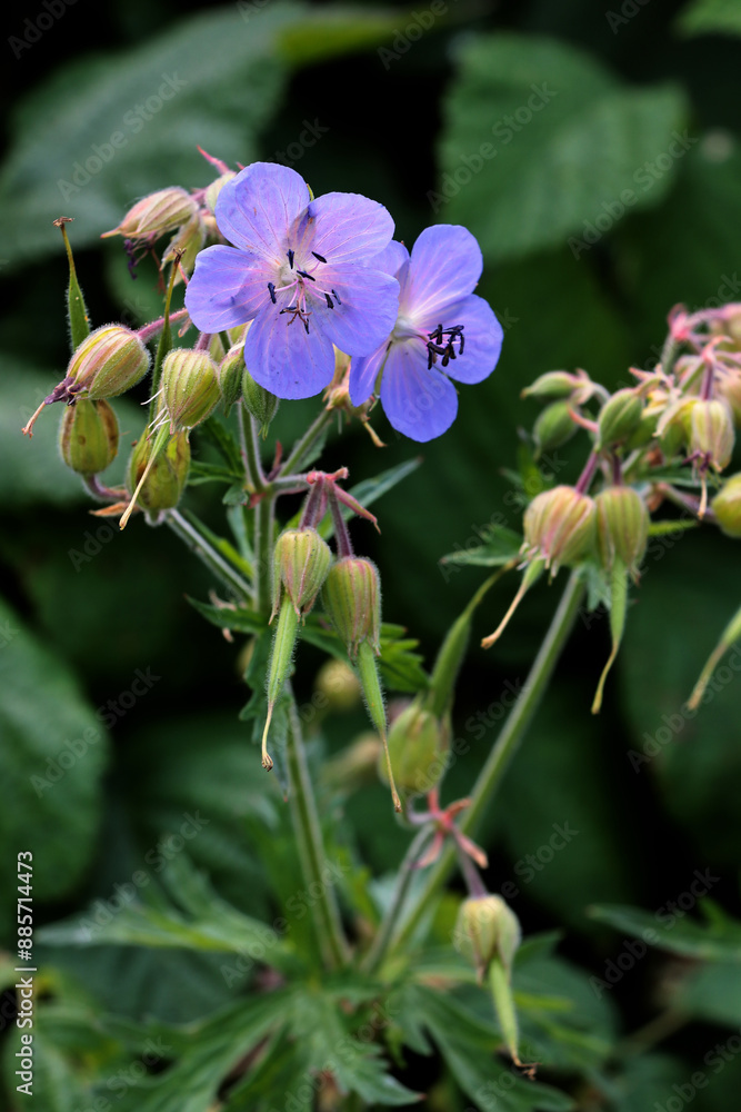 wild plant geranium pratense blossoming on meadow wild plant geranium pratense blossoming on meadow