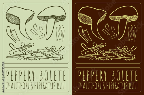 Vector drawing PEPPERY BOLETE. Hand drawn illustration. The Latin name is CHALCIPORUS PIPERATUS BULL.
