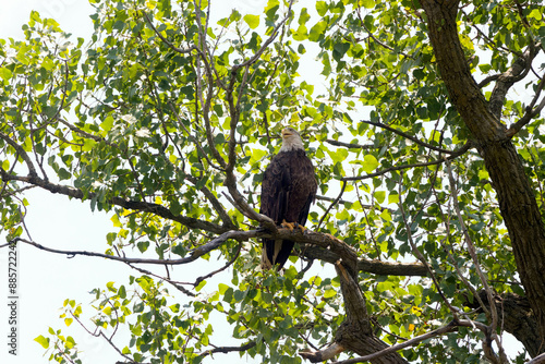 The Bald eagle (Haliaeetus leucocephalus) sitting
on the shores ofthe river photo