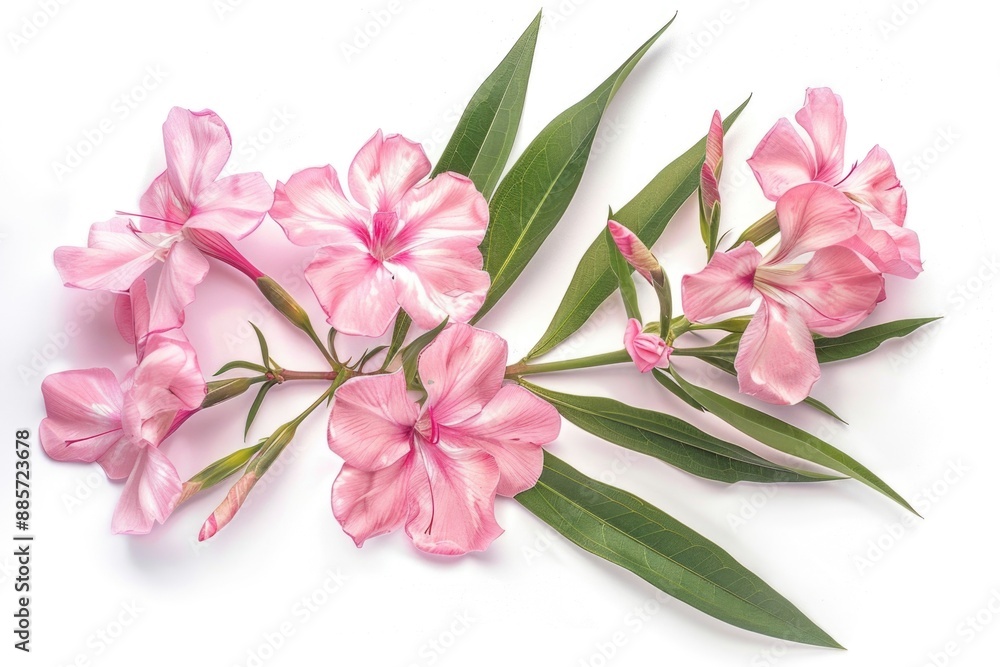A close-up shot of pink flowers on a white surface, suitable for use in design and editorial contexts A close-up shot of pink flowers on a white surface, suitable for use in design and editorial contexts
