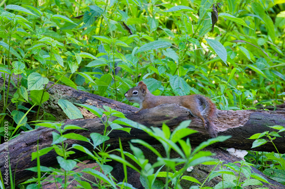 American red squirrel ((Tamiasciurus hudsonicus) known as the pine squirrel, North American red squirrel and chickaree. American red squirrel ((Tamiasciurus hudsonicus) known as the pine squirrel, North American red squirrel and chickaree.