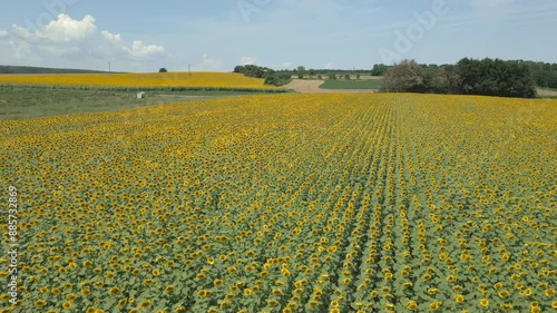 Luftaufnahme eines Sonnenblumenfelds in voller Blüte photo