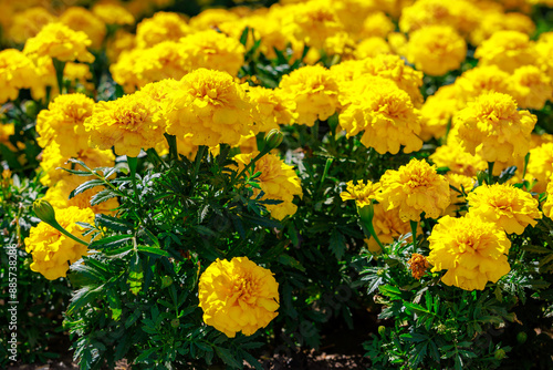 A field of yellow flowers with green leaves photo