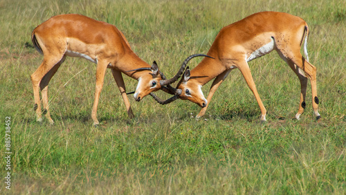 Photography Impala Ram Sparring Partners