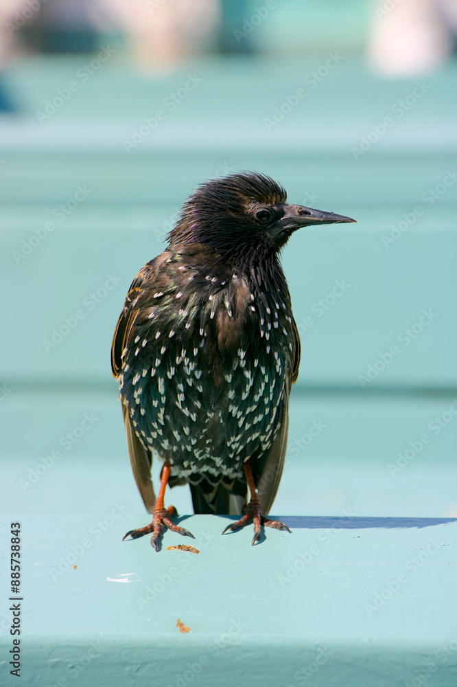 Eurasian Starling