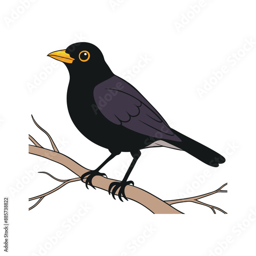 A blackbird is standing on a branch and looking