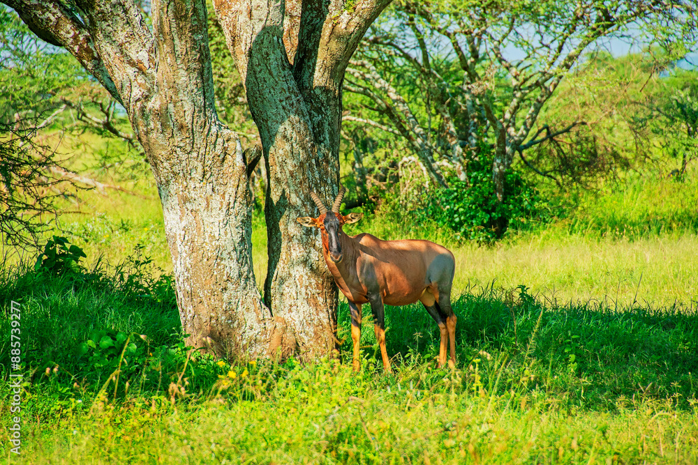 Fototapeta premium Topi Shaded by a Large Tree