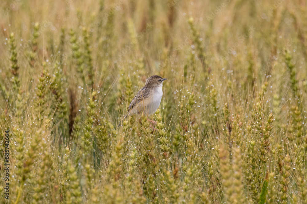 Obraz premium 麦の穂にとまるセッカ