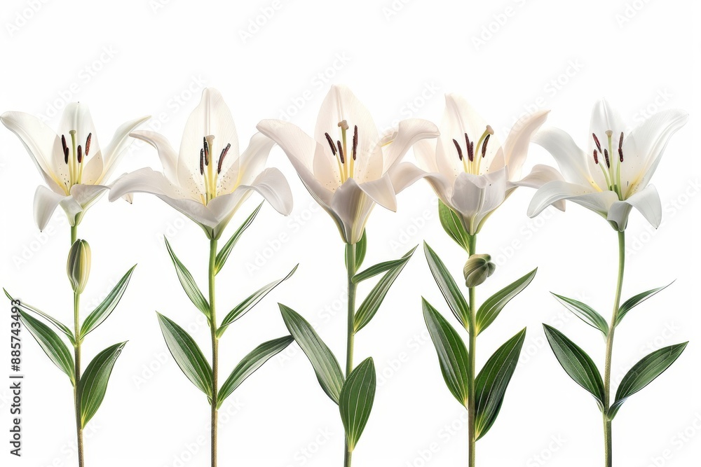 Five delicate lilies bloom in harmony, radiating peace and tranquility. Their pure white petals shine like beacons of serenity in a chaotic world. Five delicate lilies bloom in harmony, radiating peace and tranquility. Their pure white petals shine like beacons of serenity in a chaotic world.